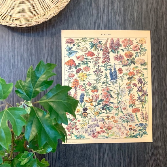 Adolphe Millot 1909 Fleurs Floral Print 1 of 5 - Picture 3 of 6